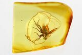 Huge Fossil Scuttle Fly (Phoridae) In Baltic Amber #346671-1